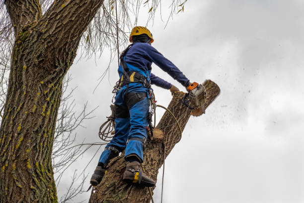 Trusted Trabuco Canyon, CA Tree Removal Experts