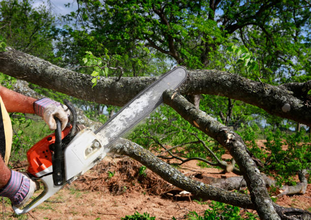 Best Tree Removal  in Trabuco Nyon, CA